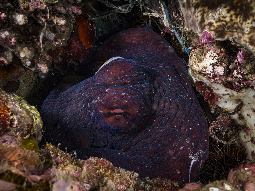 Octopus cyanea
